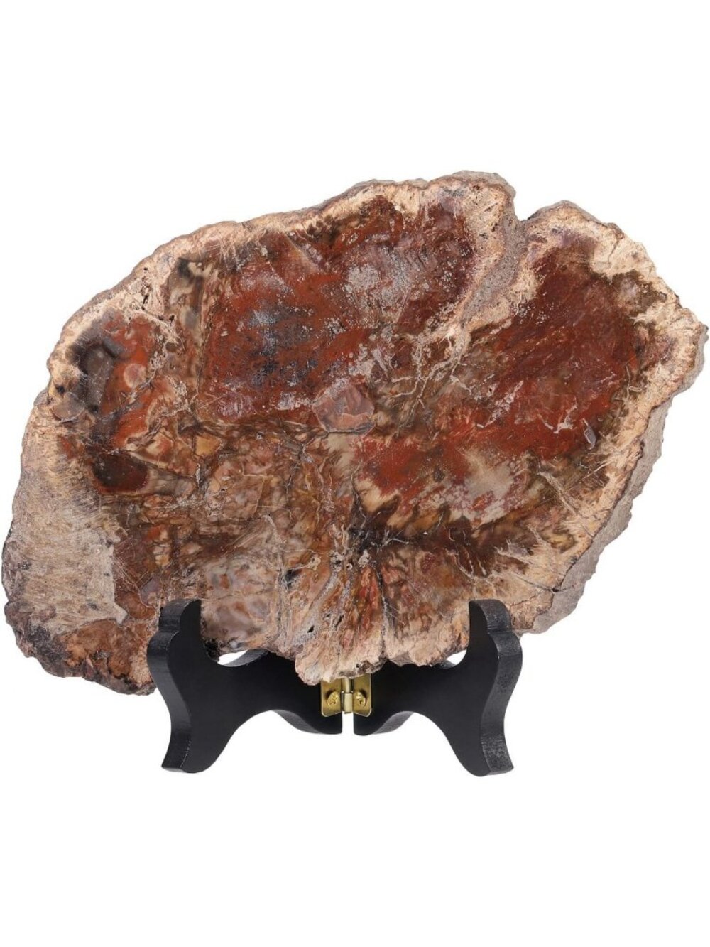 Unique Natural Petrified Wood Slab Display with Elegant Wooden Stand - Home
